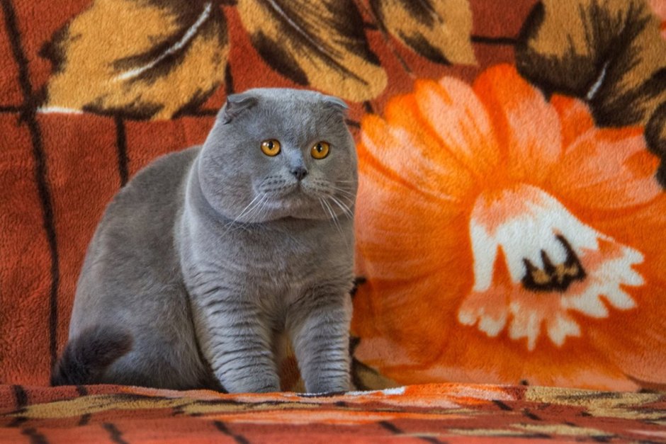 Британский кот вислоухий серый