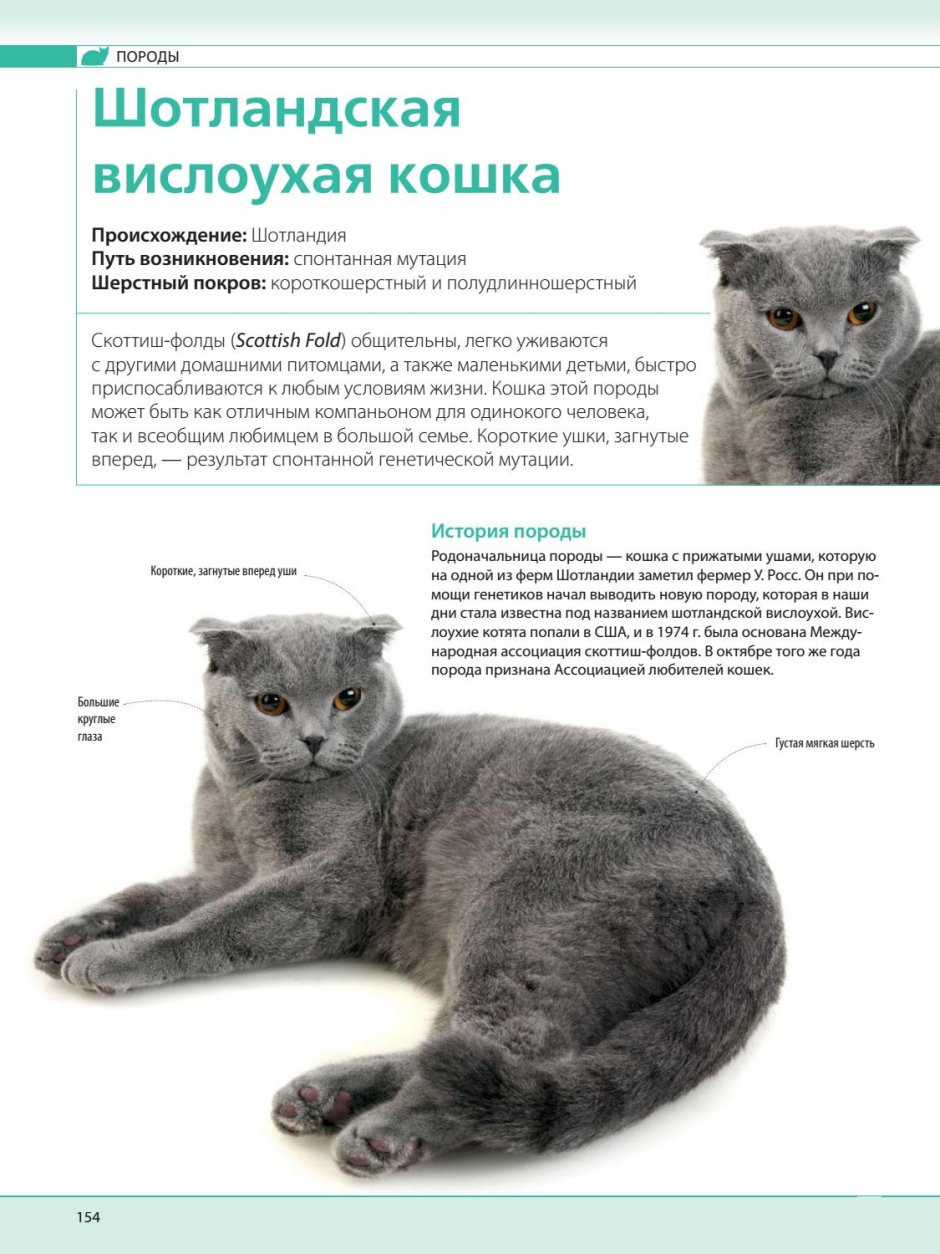 Шотландские вислоухие коты