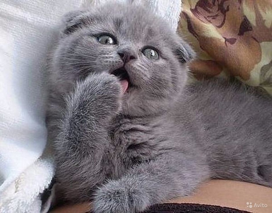 Шотландская вислоухая кошка без фона