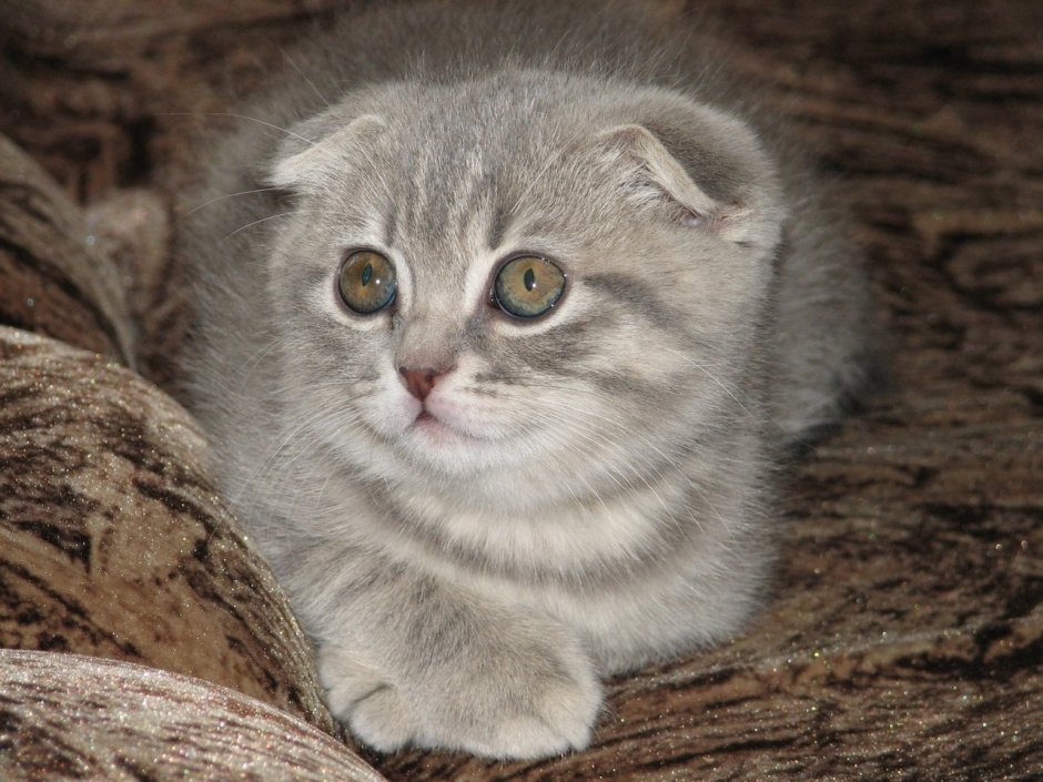 Шотландский скоттиш фолд серый