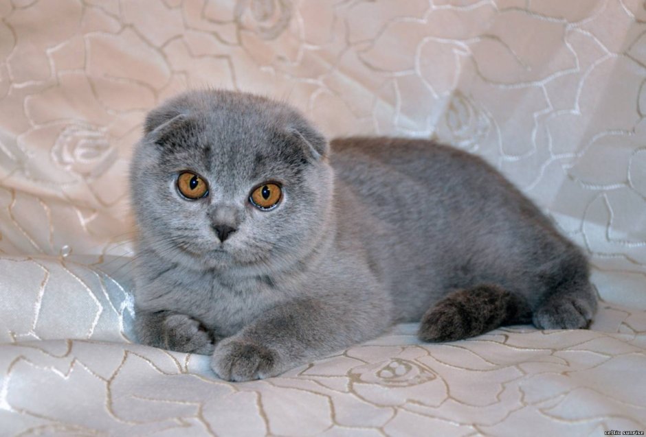 Скоттиш фолд страйт
