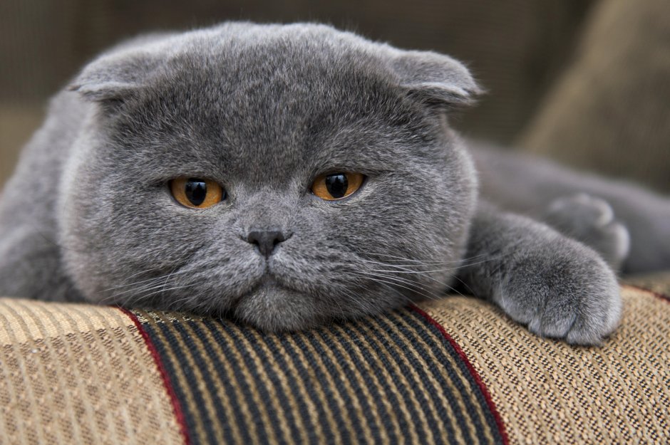 Кот британец вислоухий серый