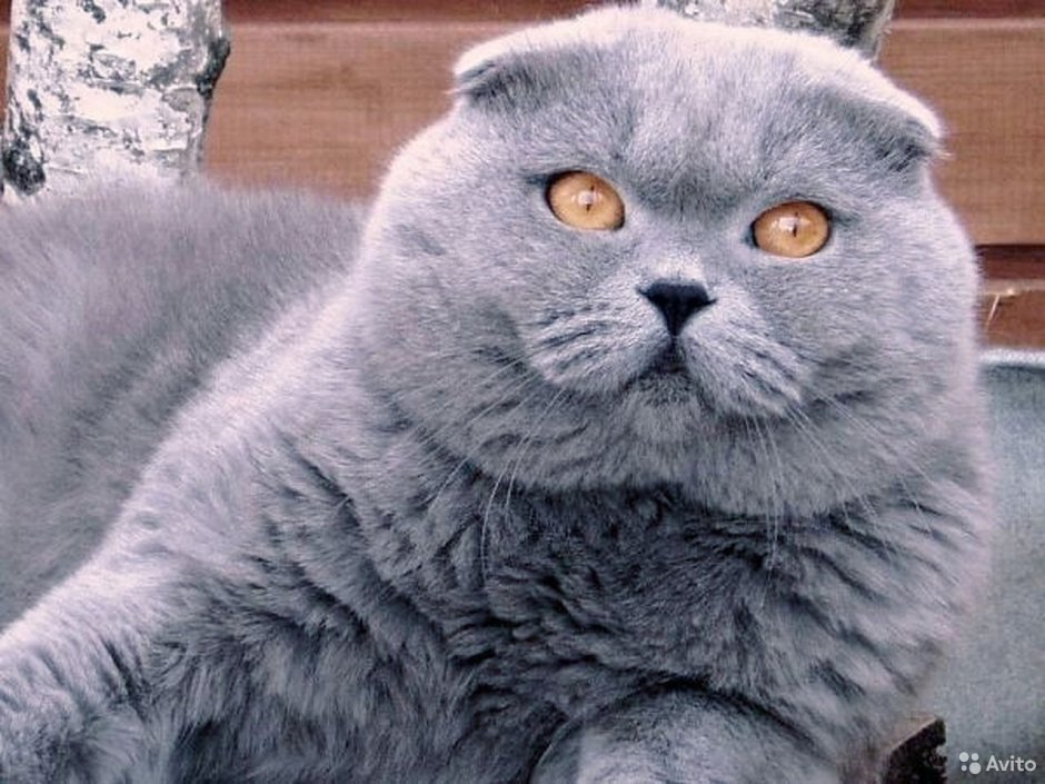 Шотландский кот вислоухий папа серый