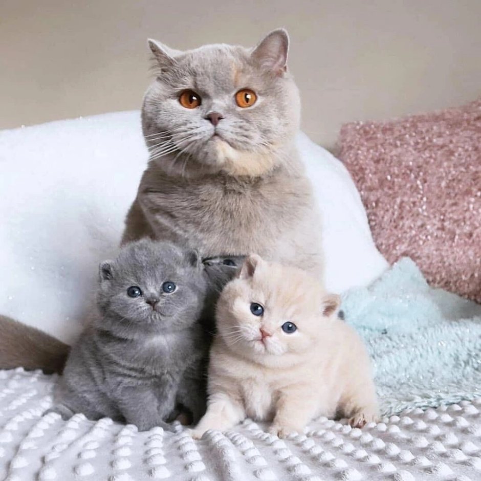 Британские вислоухие котята