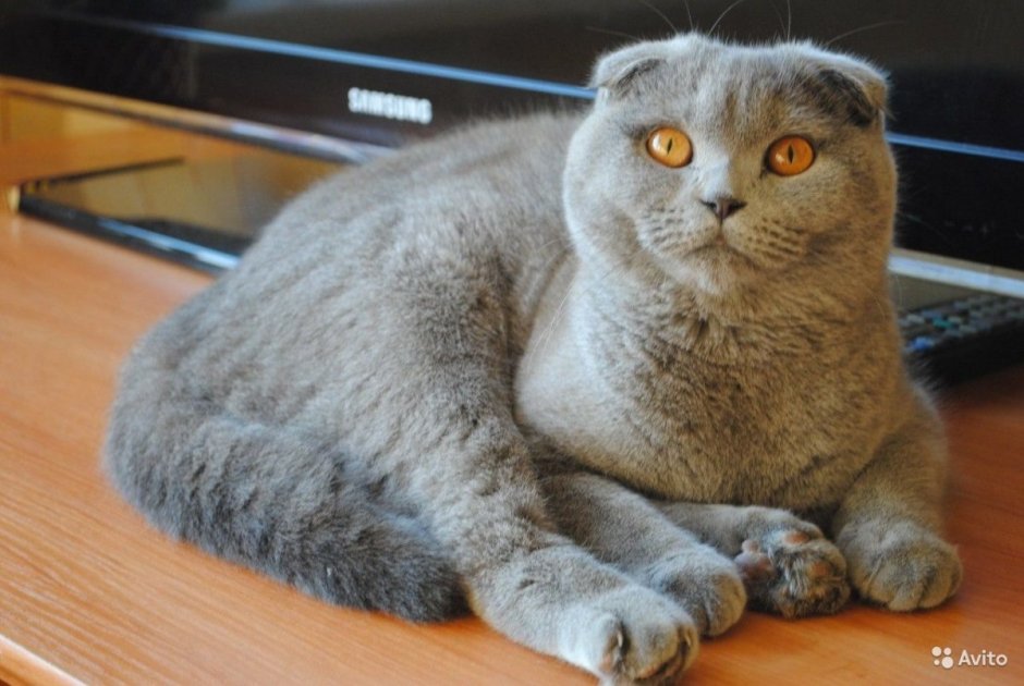 Шотландский вислоухий котенок серый