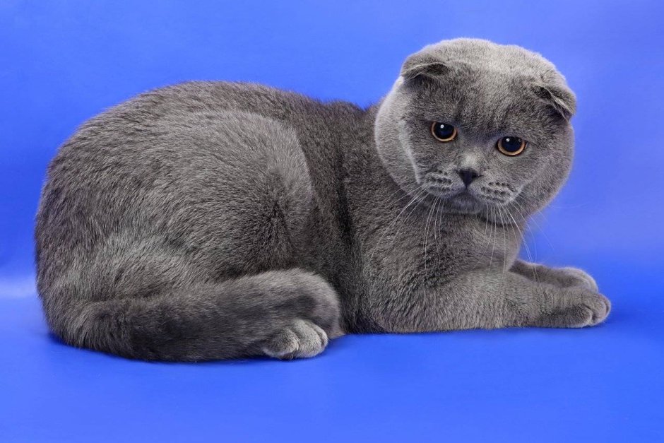 Шотландская вислоухая кошка серая