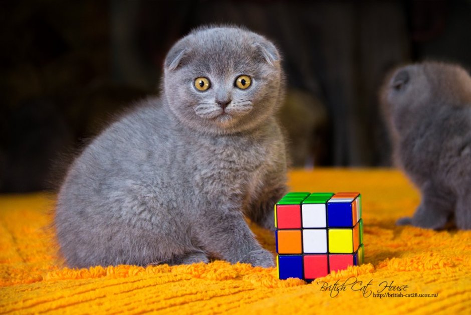 Шотландская вислоухая кошка черная