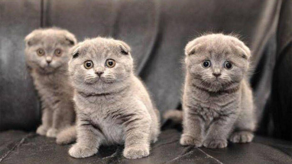Дымчатый вислоухий котенок