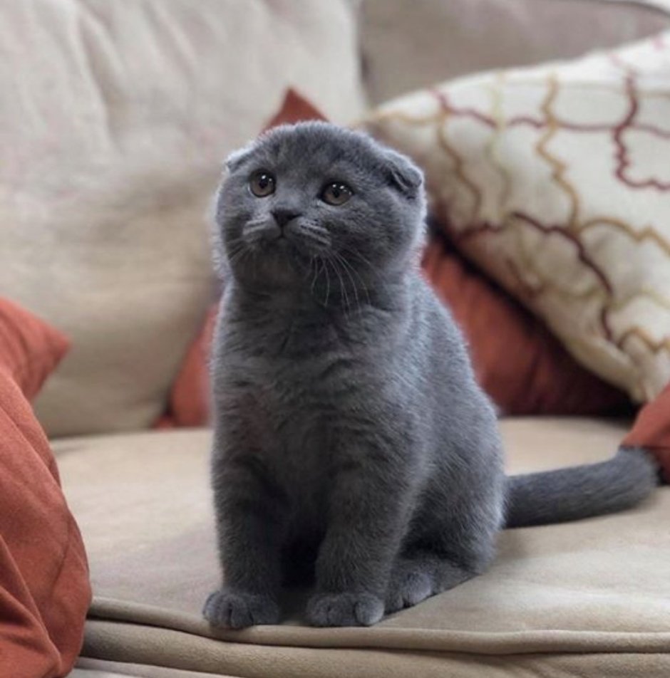 Котенок вислоухий серенький шотландский