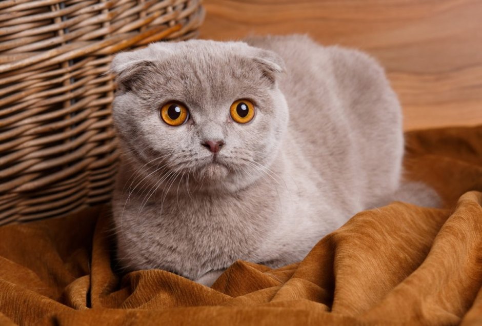 Шотландская вислоухая кошка пепельная