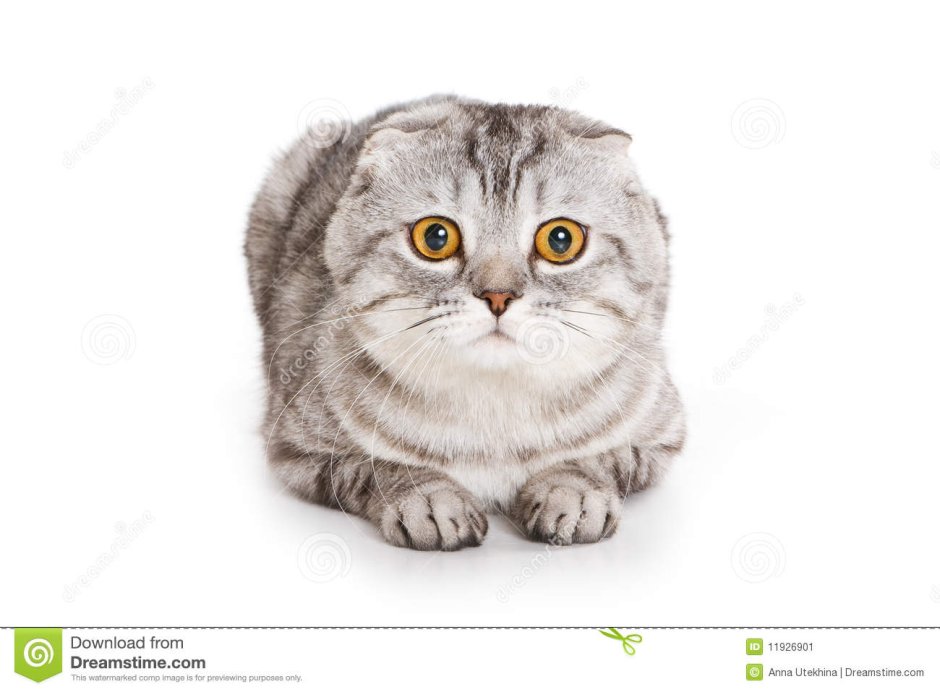 Смешные Шотландские вислоухие коты