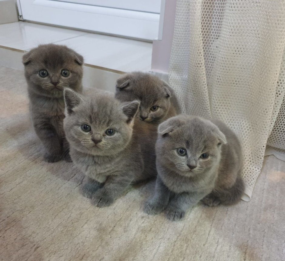 Шотландская вислоухая кошка голубая