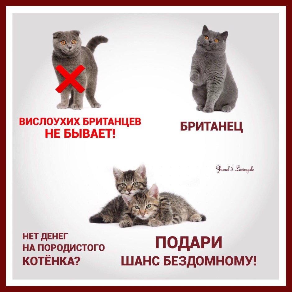 Шотландская вислоухая кошка рыжая