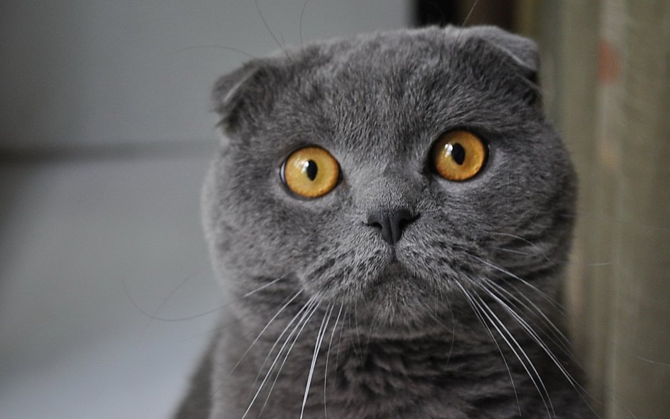 Скоттиш фолд голубой