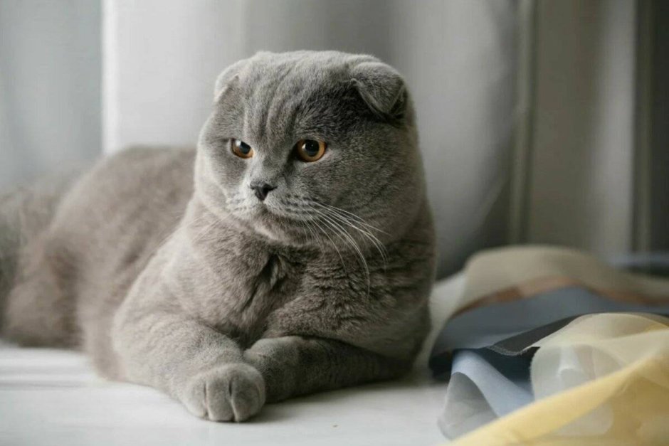 Скоттиш фолд голубой котенок