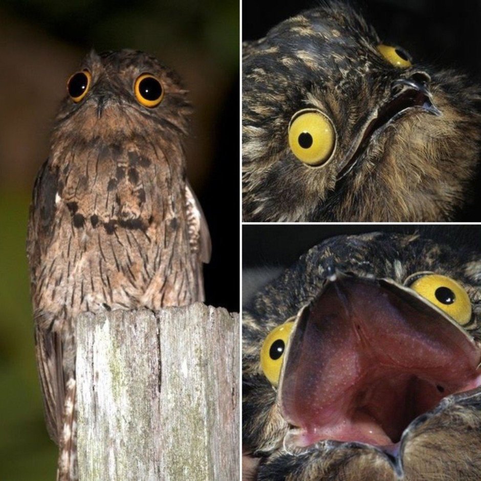 Potoo (исполинский козодой)