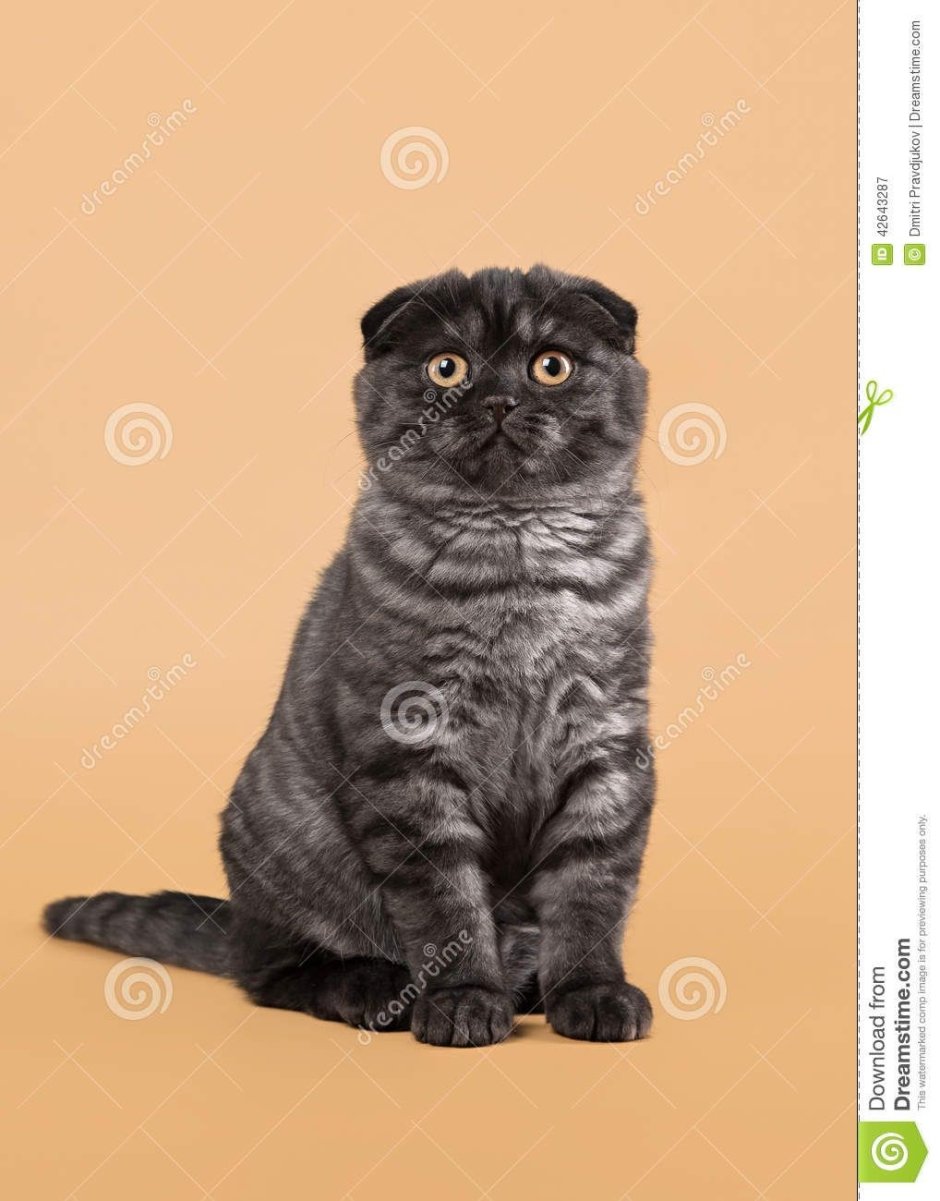 Скоттиш фолд вислоухий черный дым