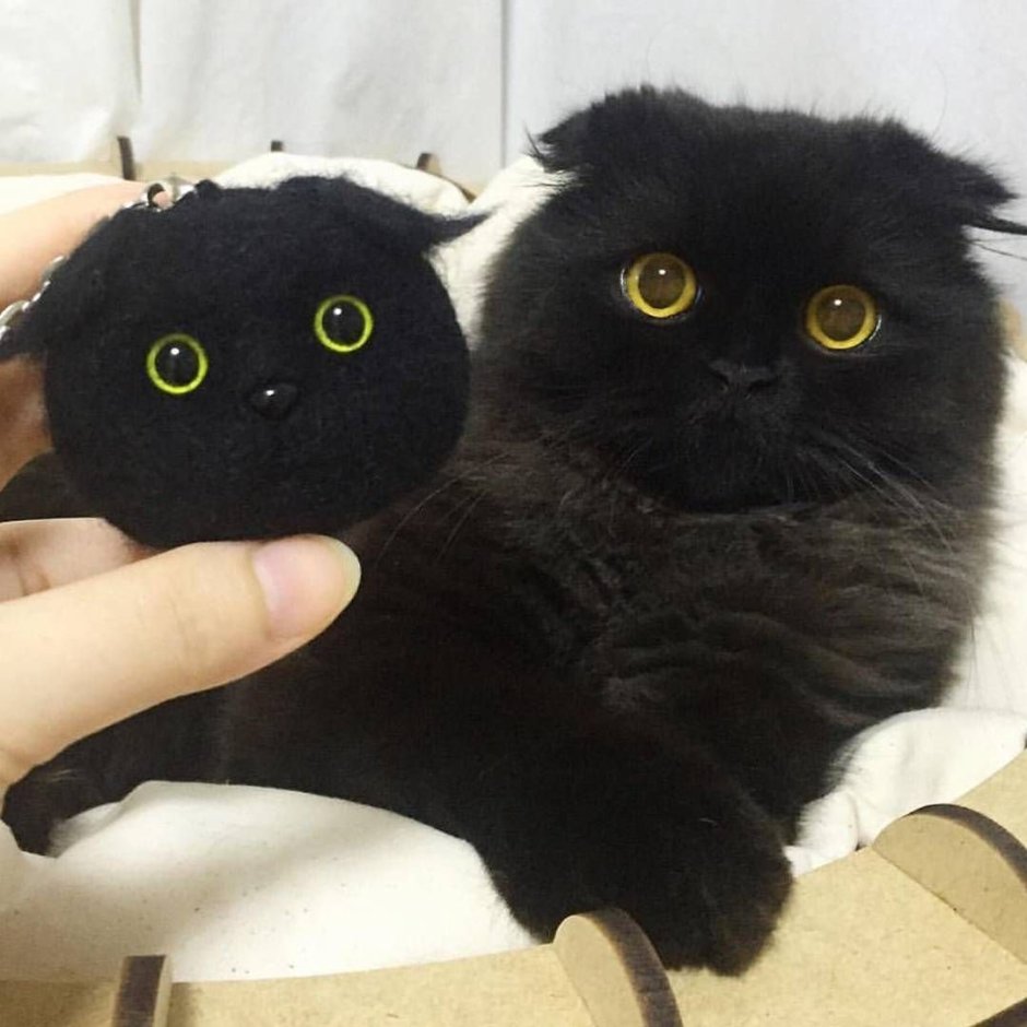 Котята Эстетика