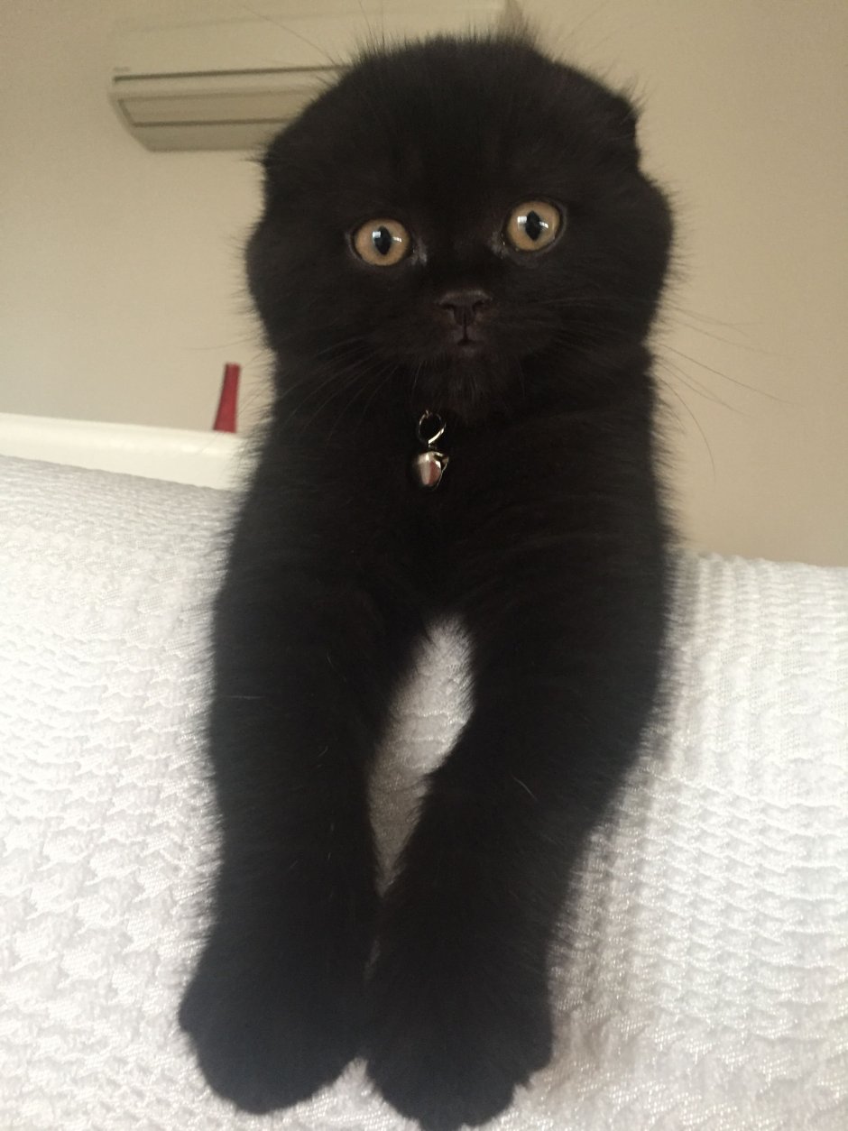 Черные Шотландские вислоухие котята