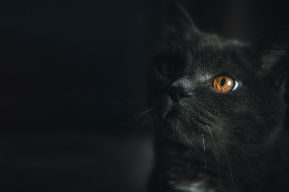 Скоттиш фолд серо белый