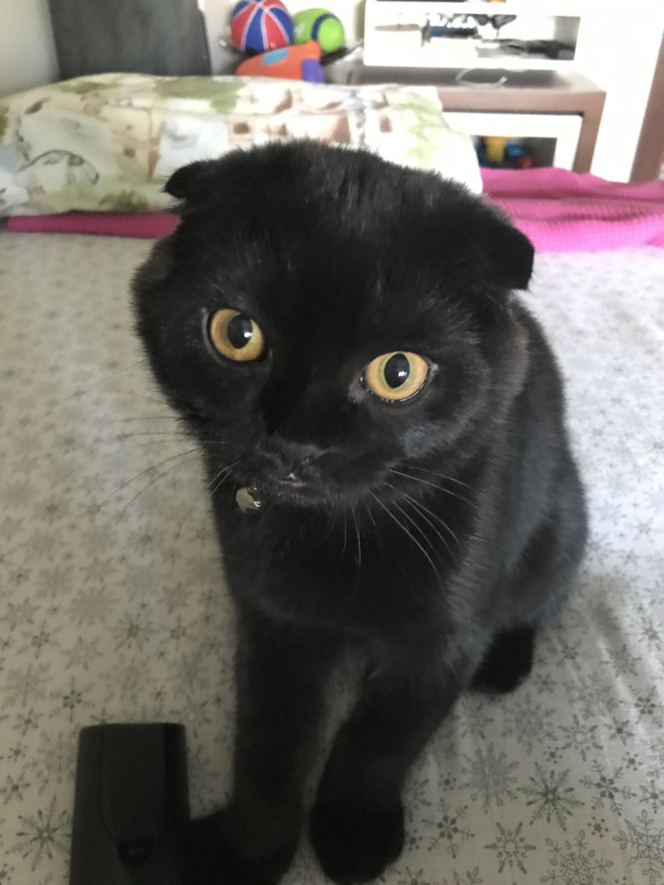 Скоттиш фолд черный