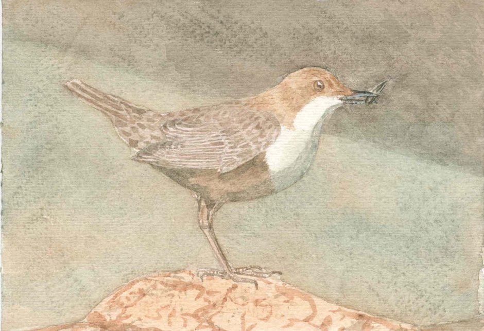 White-throated Dipper