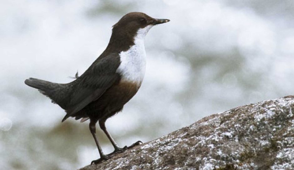 Оляпка (cinclus cinclus)