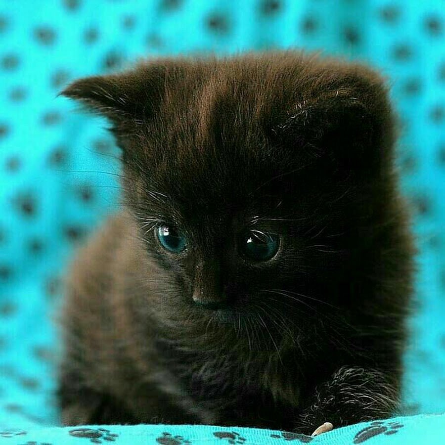 Черный котенок