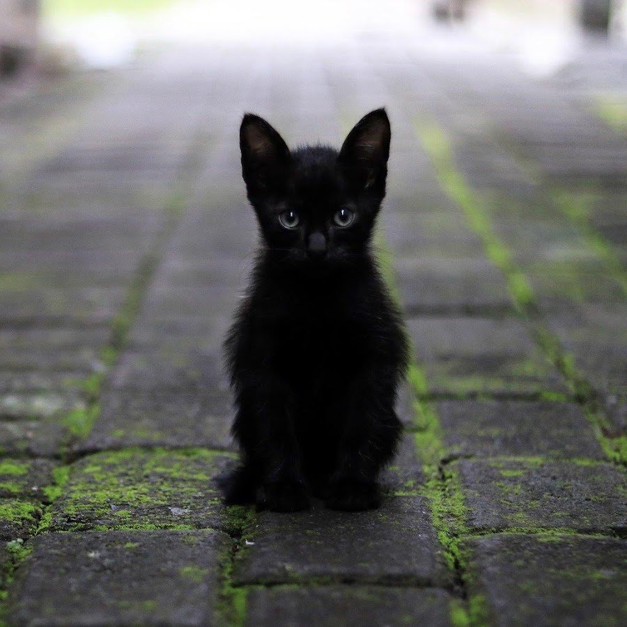 Чёрный кот