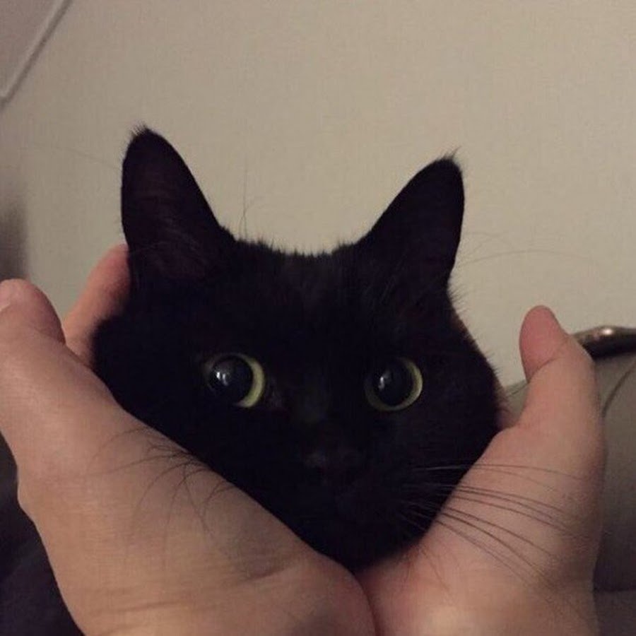 Черный кот Эстетика