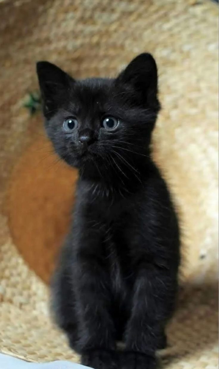 Черный гладкошерстный котенок