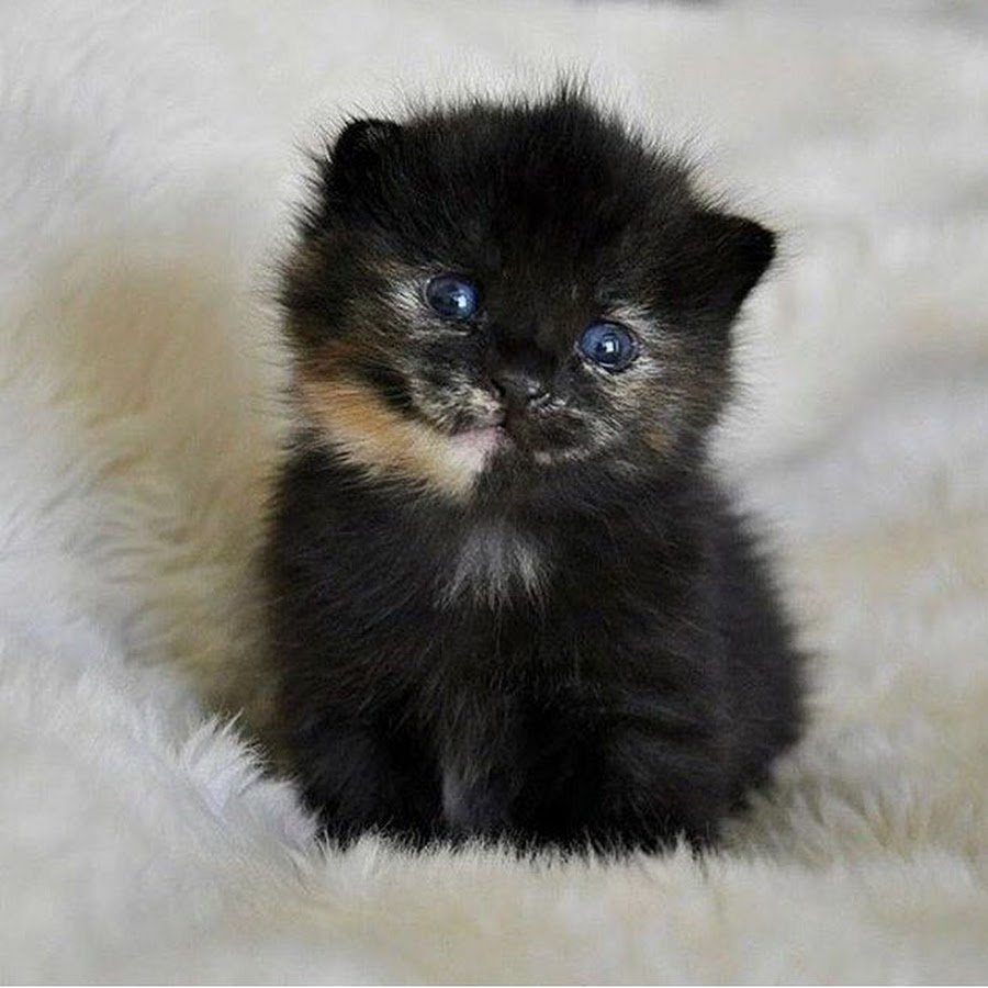 Маленький черный котенок