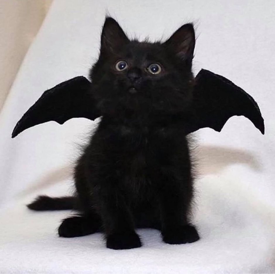 Кошка вампир