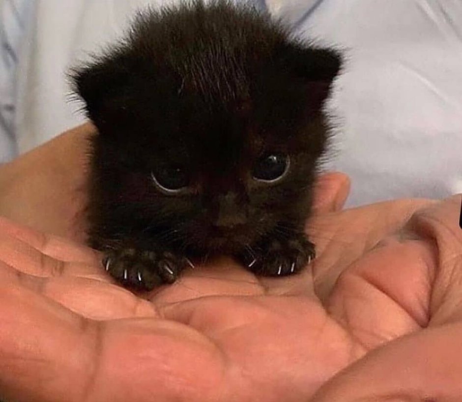 Маленьких черных котят