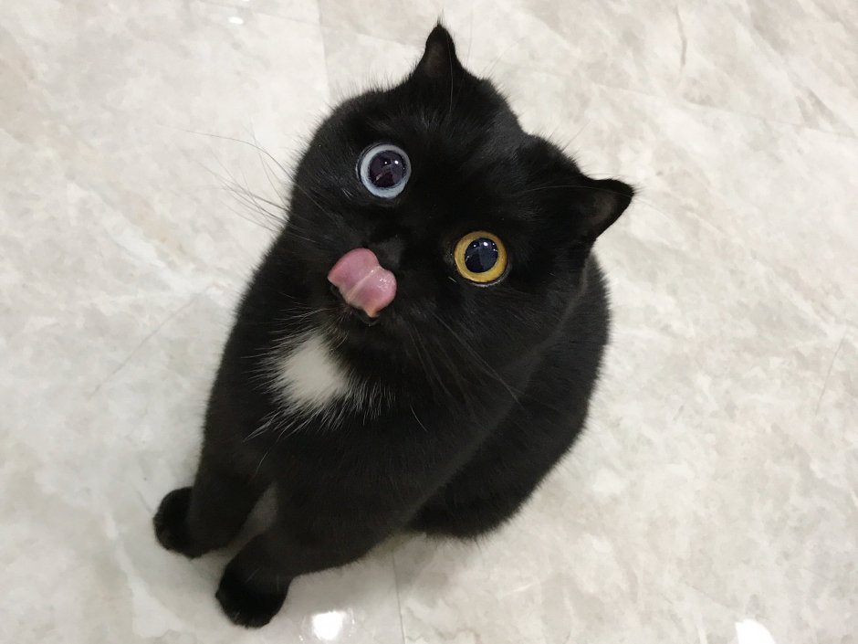 Маленький черный котенок