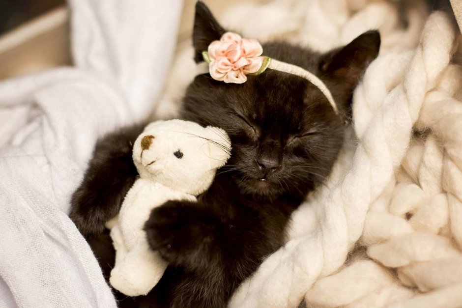 Мимимишные котята