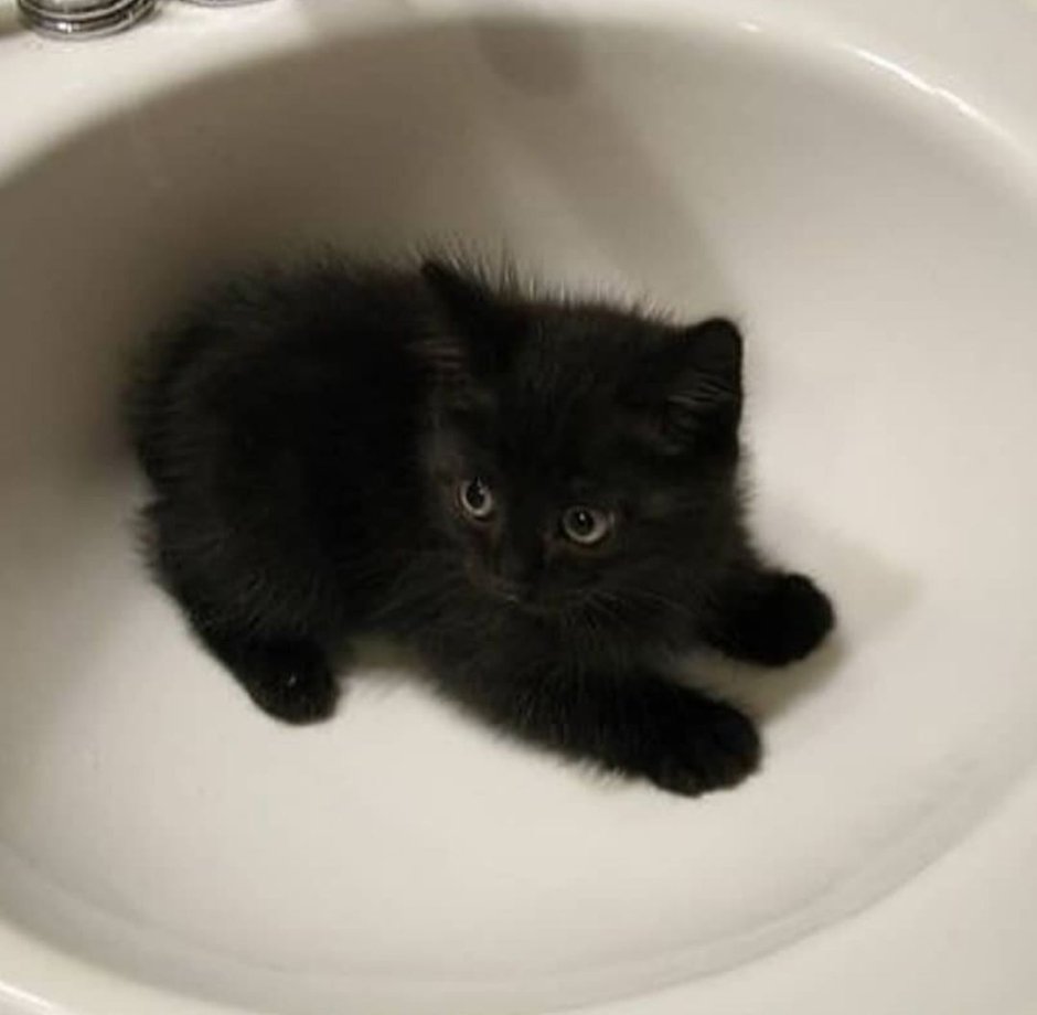 Смешной маленький котенок черненький