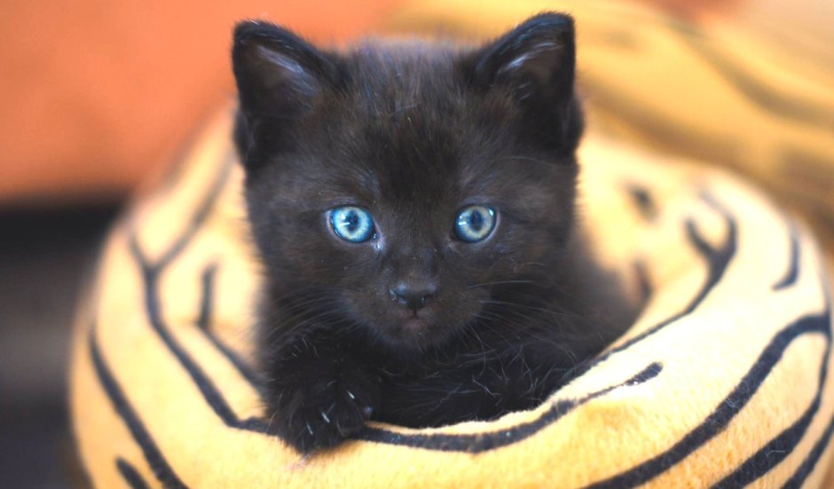 Имена для чёрных котов