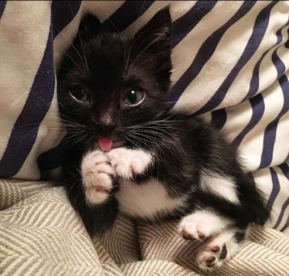 Маленький черненький котенок