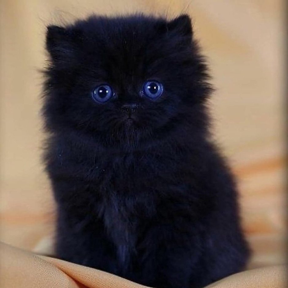 Чёрный пушистый котеерк