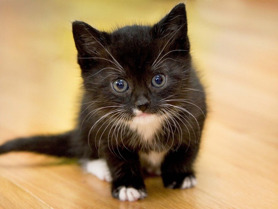 Картинки котиков