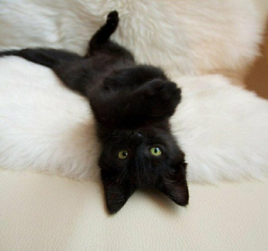 Забавный черный котенок