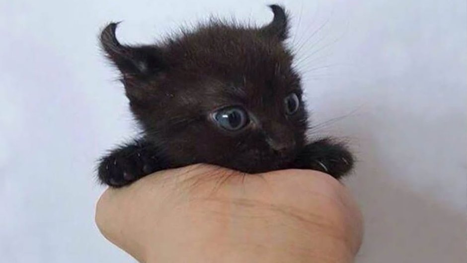 Черный котенок маленький злой