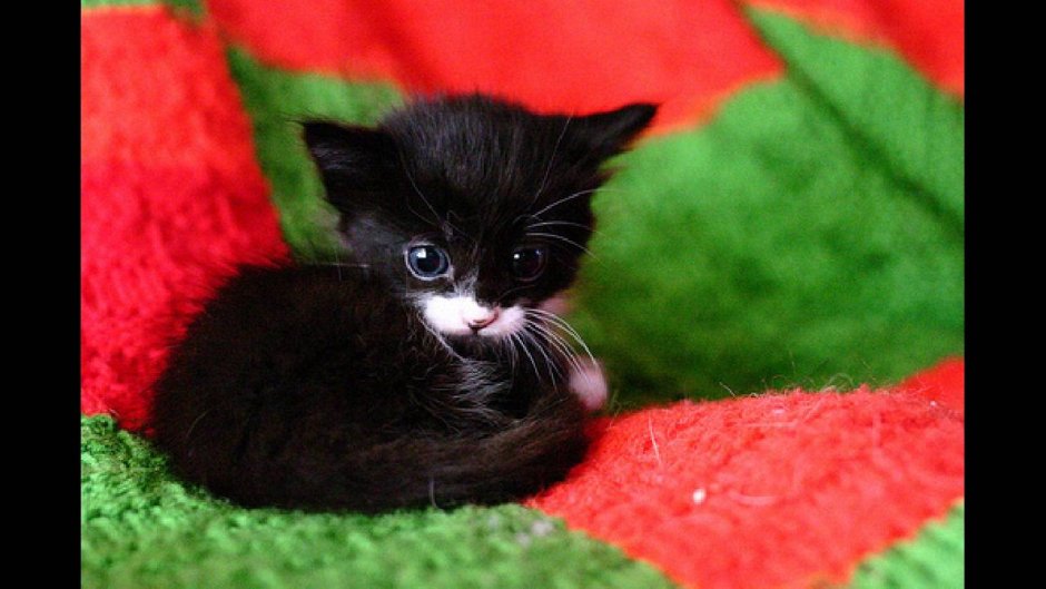 Кошки маленькие черненькие