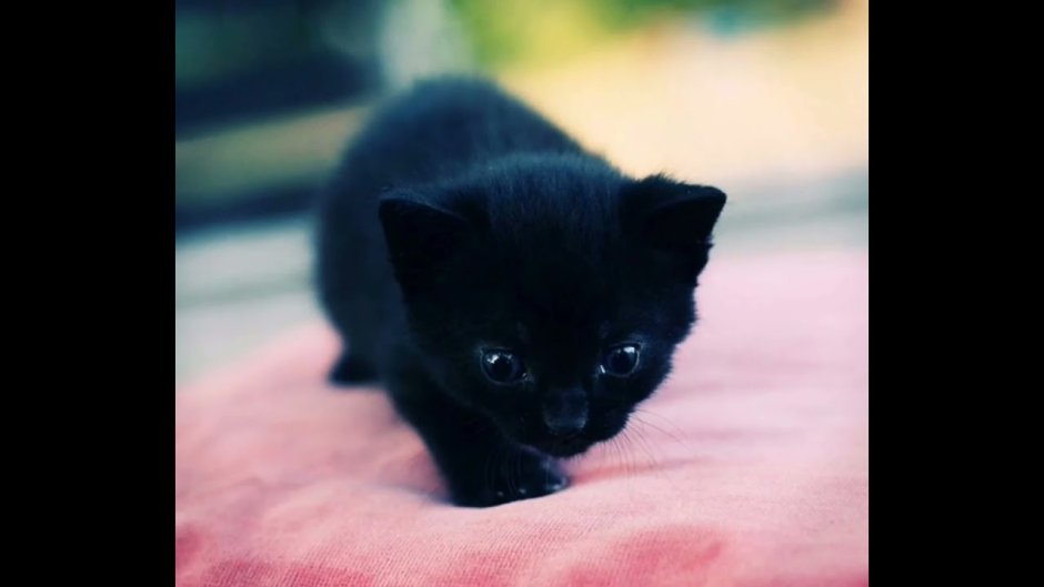 Милые чёрные котики