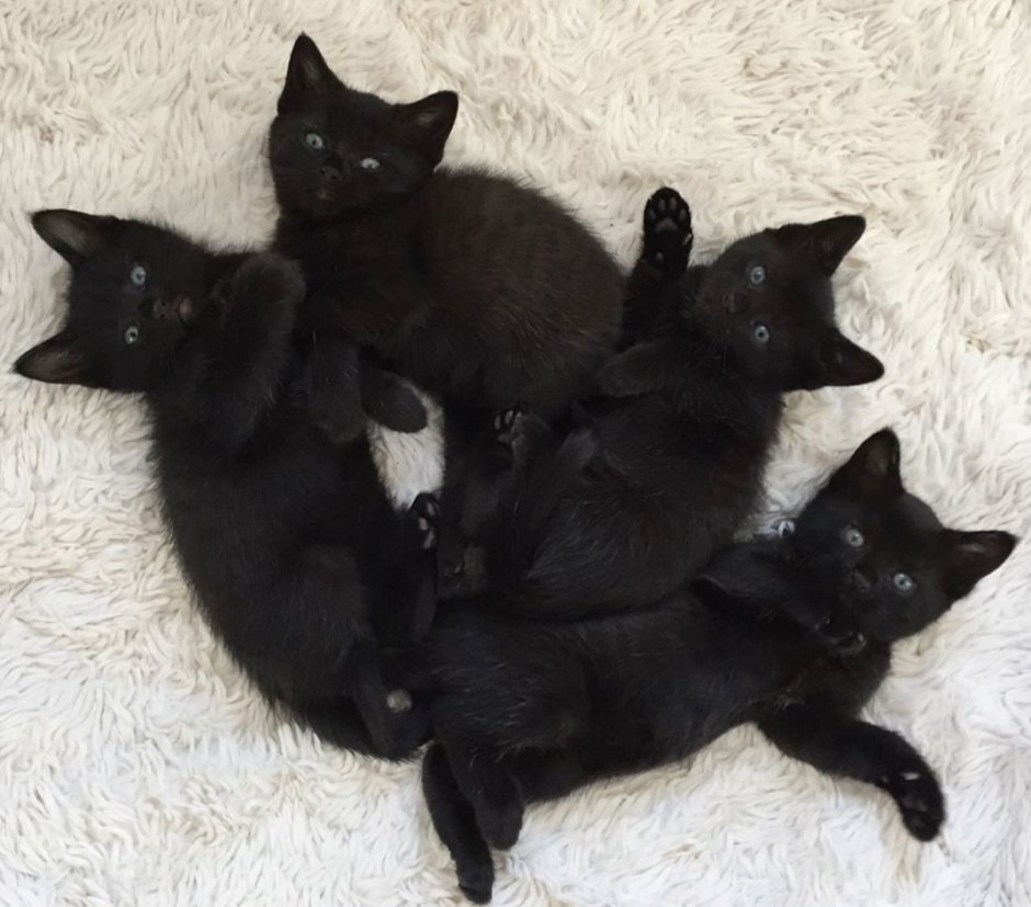 Много черных котят