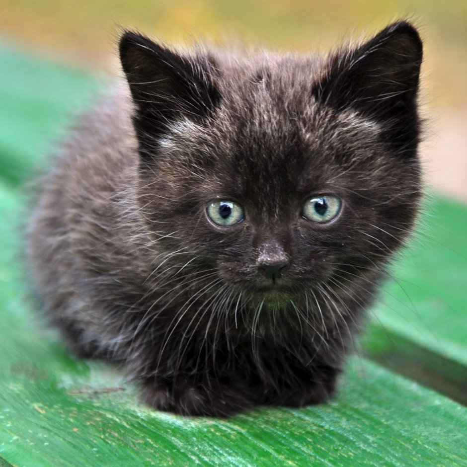 Маленький черный котенок