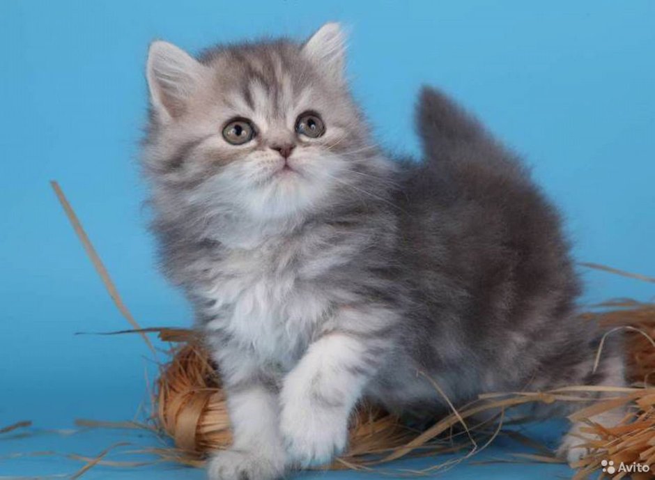 Шотландская кошка хайленд страйт