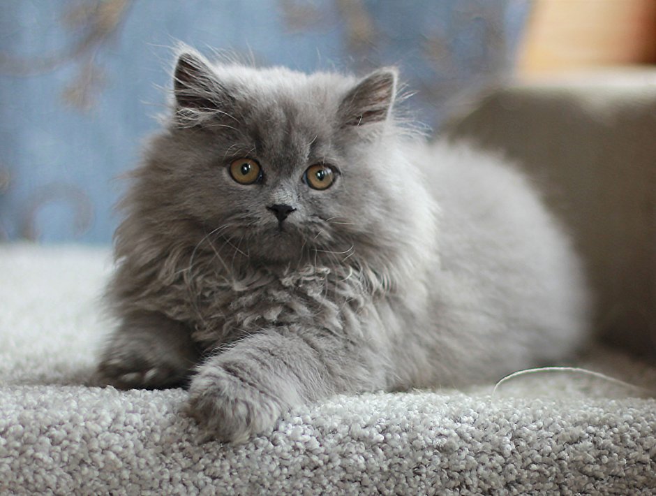 Шотландская кошка прямоухая длинношерстная