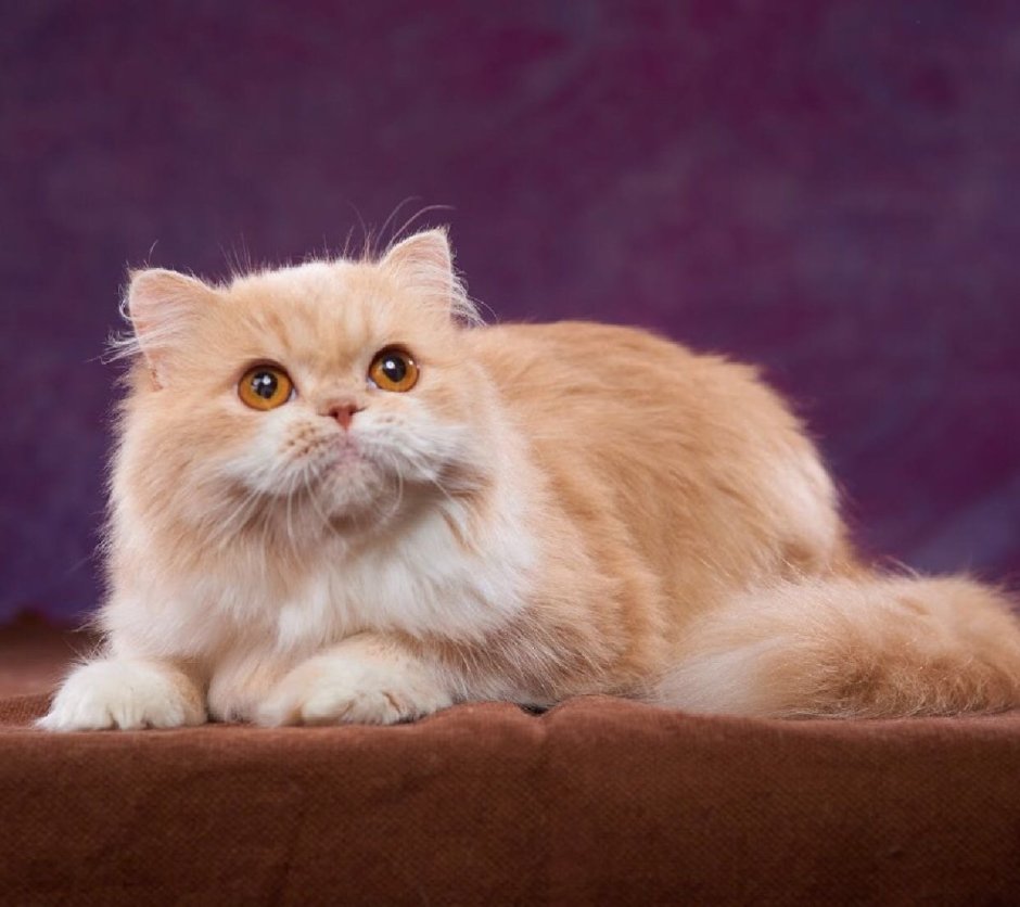 Шотландская кошка прямоухая длинношерстная